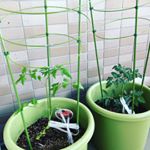 トマトの苗を植えてみた。初めてやから上手くいくかな〜沢山とれますように…#トマトの苗 #家庭菜園のInstagram画像