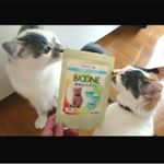 【BIOONE  バイオワン  おなかサポート】愛猫のための健康補助食品✨我が家の にゃんこずに当てはまる項目は☑️下痢をすることがある☑️便の臭いがきになる☑️便が出ずら…のInstagram画像
