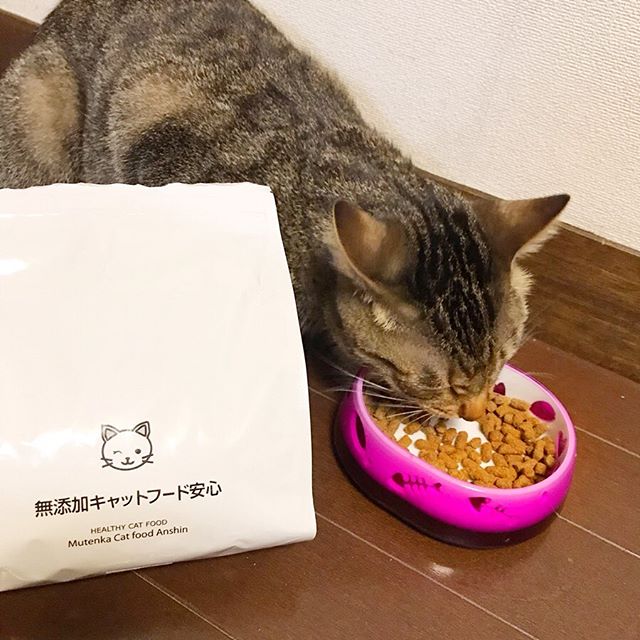 口コミ投稿：このこはうちのみうちゃん！.2歳の女の子🐈名古屋で拾われた、保護猫なんだ！新幹線で…