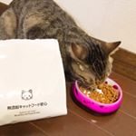 このこはうちのみうちゃん！.2歳の女の子🐈名古屋で拾われた、保護猫なんだ！新幹線で取りに行ったの💓..少しでも長生きしてほしいと思って、無添加の猫のためにとても良いと噂のキャッ…のInstagram画像