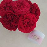 こちらの薔薇は暑い中元気に咲いている、シャキッと目が覚める様な赤い薔薇🌹🌹名前はジークフリート🌹🌹 ドイツのニーベルンゲルの歌の主人公の名前が由来です🌹濃い赤からローズピンクの花弁がギ…のInstagram画像