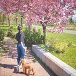札幌の桜も、そろそろ終わりの時期です🌸よく散歩で通るこの桜の木は、普通の桜より咲くのが遅い八重桜ですが、それももう終わりかけ。運動不足にならないように毎日犬と散歩してるんですが、1ヶ月半位…のInstagram画像