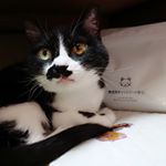 「無添加キャットフード安心」はビタミンやミネラル等の栄養素を数字合わせの為に単体で添加する必要もない、バランスの摂れた無添加キャットフードです🐈🐾 しかも！人間も食べられるように作られてます😲…のInstagram画像