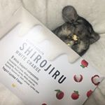 *新しいお布団が白汁でしゅ🐭10*@shirojiru  @fabius.jp @monipla_official 様ありがとうございます( * ॑˘ ॑* ) ⁾⁾ *ここ1ヶ月…のInstagram画像