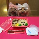 小森樹脂さんから発売されてるセパレートランチボックス💗今回は、ピンクバージョンで女子弁当🍱*ココチョコをモチーフにしたプードル弁当🐩デコ弁でモリモリに作ってもドーム型のフタだからつ…のInstagram画像