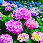 #眉メイク #眉 #アイブロウ #平行眉 #タレ眉 #自然眉 #パケ買い #メイク動画 #コスメ動画 #コスメレビュー #キングダムアイブロウ #プチプラ #メイク #キングダム #プチプラコスメ #…のInstagram画像