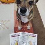 ..今年も1日ドッグを無事済ませた愛犬♪詳しい検査は後日でますが簡単な検査では問題なし健康的だったので安心しました😉👌❤️.冬に誕生日を迎えると平均寿命と言われている年…のInstagram画像