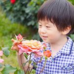 #京成バラ園 🌹 @keiseirosegarden 5月に滑り込みで行ってきました🎵 .春まで全く花に興味を示さなかった息子が、童謡を歌うことでだんだんと花に興味を示し始め、「お花畑に行…のInstagram画像