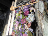 「手水舎に浮かべられた紫陽花」の画像（1枚目）