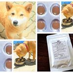 ワンちゃんネコちゃんの元気・健康に♪キングアガリクス100ペット用＾＾＊ 我が家のワンちゃんは梅雨や暑くなるとバテてしまうのでキングアガリクス100をペット用のサプリメントを与えてみました！ペ…のInstagram画像