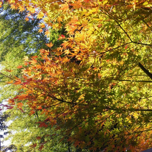 秋の風景の画像（3枚目）