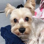・キッちゃんトリミングから帰ってきたらめっちゃ可愛くなった✨耳の毛だけ残してもらっていつも違う感じになりました☺️🤟・そしてご飯の上にかけて食べるMREフードプラスをキッちゃんにあげてみた！な…のInstagram画像