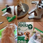 特に臭いもなくチュールと同じ感覚で美味しく食べてくれました❤️むしろ、とろみがあるからいつもより食欲アップしちゃったくらいかも(笑)大切な家族だから健康第一元気に過ごして欲しいな🎶#MREフードプラス…のInstagram画像