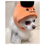 ※ ※@kingagaricus_pet #キングアガリクス100ペット用 ※※昨年11月くらいからずーっと飲ませてます👌※定期検診や健康診断の結果が以前より良好になり…のInstagram画像