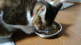 口コミ：かわいい愛猫にはやっぱりいい餌を与えたい‼️の画像（3枚目）