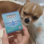 今から目のケア！絶対大事ですよね！#ドクターズチョイス #Nアセテルカルノシン点眼液犬用 #犬にも使える白内障予防目薬 #犬にも使える白内障改善目薬 #白内障わんこ #白内障ワンコ #白内障予防策 #…のInstagram画像