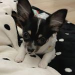 ☜Follow me🐾.私もお兄ちゃんもお散歩苦手で行かなーい。おうちでドッグランごっこしてるの🐶.でも食べる事は大好き💗😘..#筋トレわんわん #犬用ＨＭＢサプリ #犬用…のInstagram画像