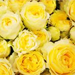 ..#家族みんな元気で楽しく過ごせますように #愛の木に願いを #メリーチョコレート #monipla #mary_fan黄色いバラを見ていると心が温かくなります💕..…のInstagram画像