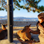 ...いつかの#宮島写真を見返してたら鹿、ベー　しとるやん。...#広島　と言えば#八天堂 #hattendo #広島グルメ #八天堂オンラインショップ #お楽…のInstagram画像