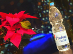 【#mineralwater 🚰】﻿﻿夫がクリスマスの季節にくれた﻿深紅の鉢植え、ポインセチア🌺﻿﻿寒冬をどこ吹く風に乗りこえて﻿今日も部屋を明るく彩ります😍﻿﻿人も植…のInstagram画像
