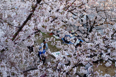 口コミ：海の精・桜の花塩漬けで春の愛ある食卓の画像（17枚目）
