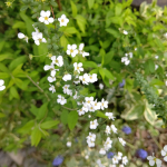 ゆきやなぎ満開です😊これから強くなる紫外線、少しだけ油断できるといいな🌞#やかないサプリ #UV対策 #飲む日焼け止め #monipla #orthocorp_fanのInstagram画像