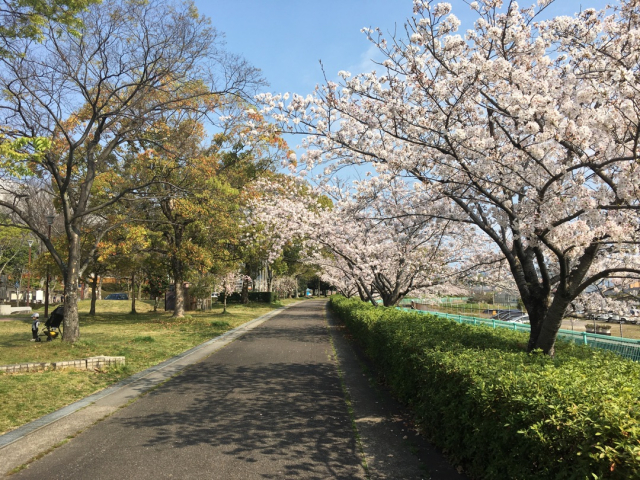 口コミ：お花見の画像（1枚目）