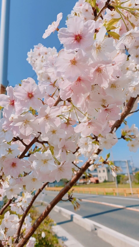 口コミ：お家で桜を満喫しよ＼(^O^)／の画像（8枚目）