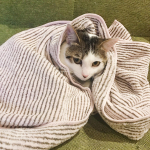 【竹炭抗菌ヘアドライタオルSuitowel】超吸水1.5ℓタオル！を使ってみました。ふわっふわのタオルで、猫のお風呂の後は素早く乾かせます。週1回、猫をお風呂に入れる我が家にありがたいタオ…のInstagram画像