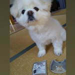 愛犬にすっきりだワン飲ませてみました。違和感なく食べてくれましたよ！お便がこんもりしていてお通じ良くなったみたいです！スッキリできて良かったね✨#すっきりだワン #玄米酵素 #genm…のInstagram画像