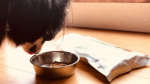 ドッグフードの好き嫌いってありますよね。全く食べないものやゆっくりしか食べないのもありますがこれは好きなようで、ガツガツ食べます(^-^)#ドッグスタンス #DOGSTANCE #鹿肉麹熟成 …のInstagram画像