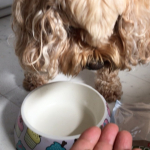 早いもので今年に11歳になりますが食欲は旺盛なんですが味にはうるさく結構フード選びに苦労してます。が、このDOGSTANCEの鹿肉麹熟成は、麹で熟成…のInstagram画像