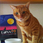 ペットラインさんのLUNAというキャットフード😸おーちゃん美味しいね♥カリカリにがっついています😳#LUNA #キャットフード #ペットライン #monipla #petline_fanのInstagram画像