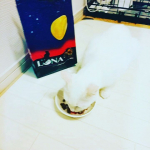 すごい食い付き😂猫のひとくちフルコースLUNA-ルナ-(180g×４袋２種類アソートタイプ)をあげてみました♪もう開けた瞬間からガツガツ食べる！笑せっかく形もか…のInstagram画像