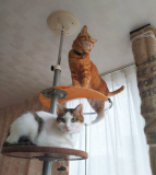 「我が家の美しい猫ちゃん達です。」の画像（1枚目）