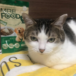 #MREフードプラス #MREFOODPLUS #MRE成分 #monipla #starnet_fan1ヶ月のモニターチャレンジ毛並みが良くなったり食欲が良くなったり元気にな…のInstagram画像