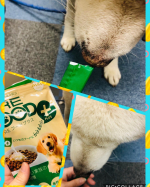 MREフードMREフードプラスを紀州犬の勇ちゃんにあげてみました。世界３４カ国特許取得成分『MRE成分』配合されています。ちょっと私には難しいのですが、とても希少な天然原料があって…のInstagram画像