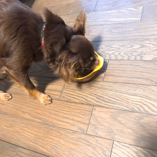 口コミ：愛犬の健康対策の画像（3枚目）