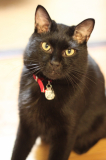 「わが家の黒猫トリオ」の画像（2枚目）