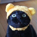 「わが家の黒猫トリオ」の画像（1枚目）