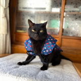 「わが家の黒猫トリオ」の画像（3枚目）