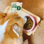 @mre_foodplus 様のモニターをしています。中間報告です😌😌始めはそのまま上にかけてあげると食べなかったけどフードの間に入れてあげるようにしたら問題なく完食する様になりました☺️☺️…のInstagram画像