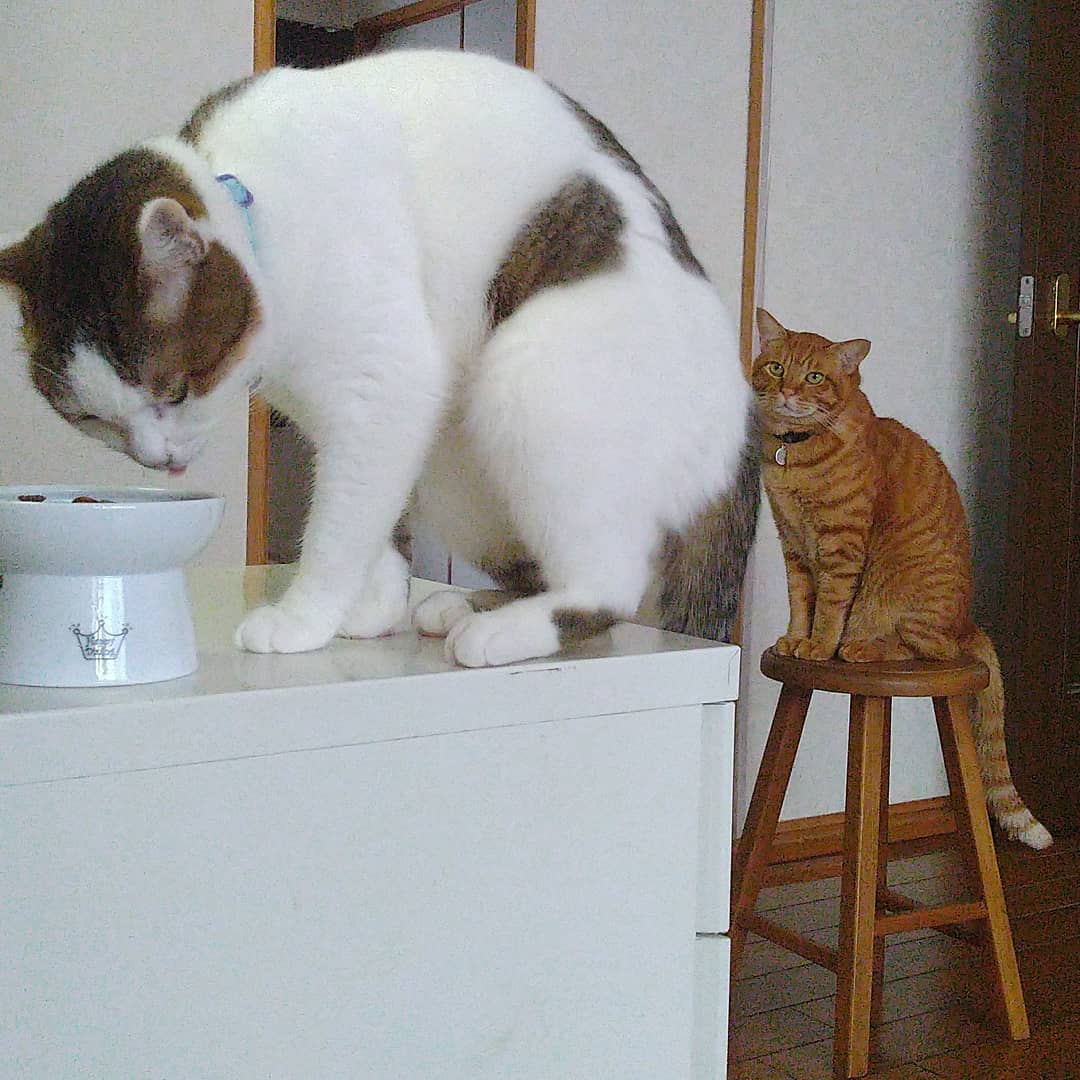 口コミ投稿：我が家の茶色い子はお姉ちゃん猫の食べ残しを食べようと見張っています🐈#MREフードプ…