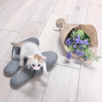 ねこってスリッパすきだよね🐈…足が臭いときほどくんくん寄ってきません？#猫あるあるこれは私のじゃなくて旦那さんのスリッパです♡あたしは臭くない。はず。最近の我が家ではL…のInstagram画像
