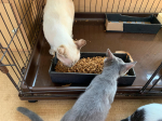 猫様最初はMREフードプラスかけても食べっぷりがよくなかったけど、最近は「トロトロがかかってないとカリカリ食べないから！早くトロトロかけなさい！」みたいな態度になってきた。#MREフードプラス…のInstagram画像