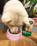 MREフードプラスMREDフードプラスを初めて1ヶ月ほどが経ちました。我が家のシュン君は、食欲もあり吠えた時の声の張りが出て、元気いっぱいの毎日を送っています。これからもMREDフードプラスを続…のInstagram画像