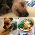 モニプラスターネット様愛犬愛猫用　健康サポート食品MREフードプラス✨長期モニター終了しました🙋‍♀️我が家の愛犬ヨーキーよっちゃんはもうすぐ13歳👏よくたべて、良く眠っ…のInstagram画像
