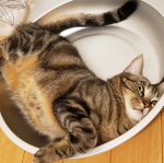 MREフードプラス全部食べてくれないしでいとこの猫ちゃんに食べてもらいました☺️いとこの猫ちゃんは美味しいそうに食べてたみたいです😍我が家の猫ちゃんは鳥が嫌いなので鳥だめだったのかな🤔…のInstagram画像