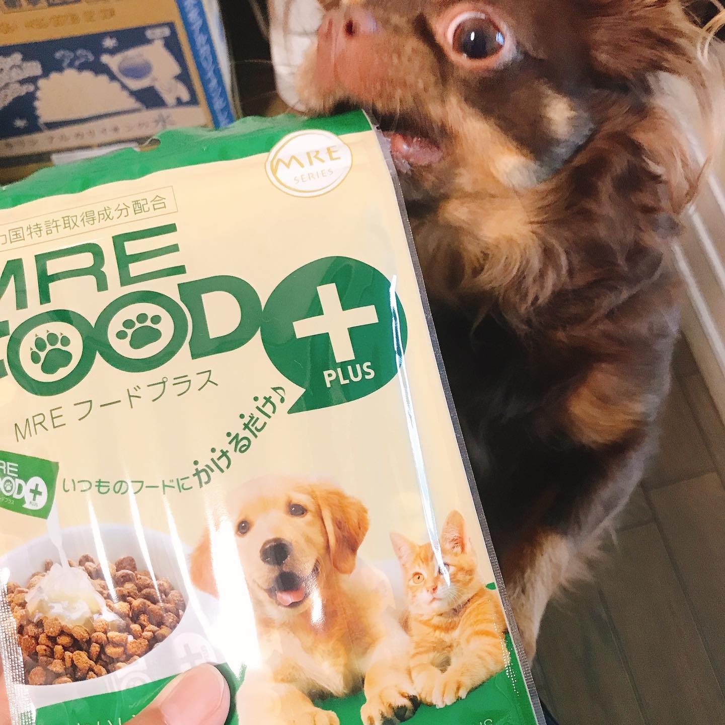 口コミ投稿：.愛犬の健康の為に1ヶ月くらいMREフードプラスを食べさせてる🐶犬が本来持ってる健康…