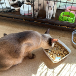 MREフードプラスは我が家の猫には相変わらず人気。ゲージの外にいる子がトロトロかかっているカリカリを召し上がっている時、ゲージの中にいる子の視線が痛い…#MREフードプラス #MREFOODP…のInstagram画像